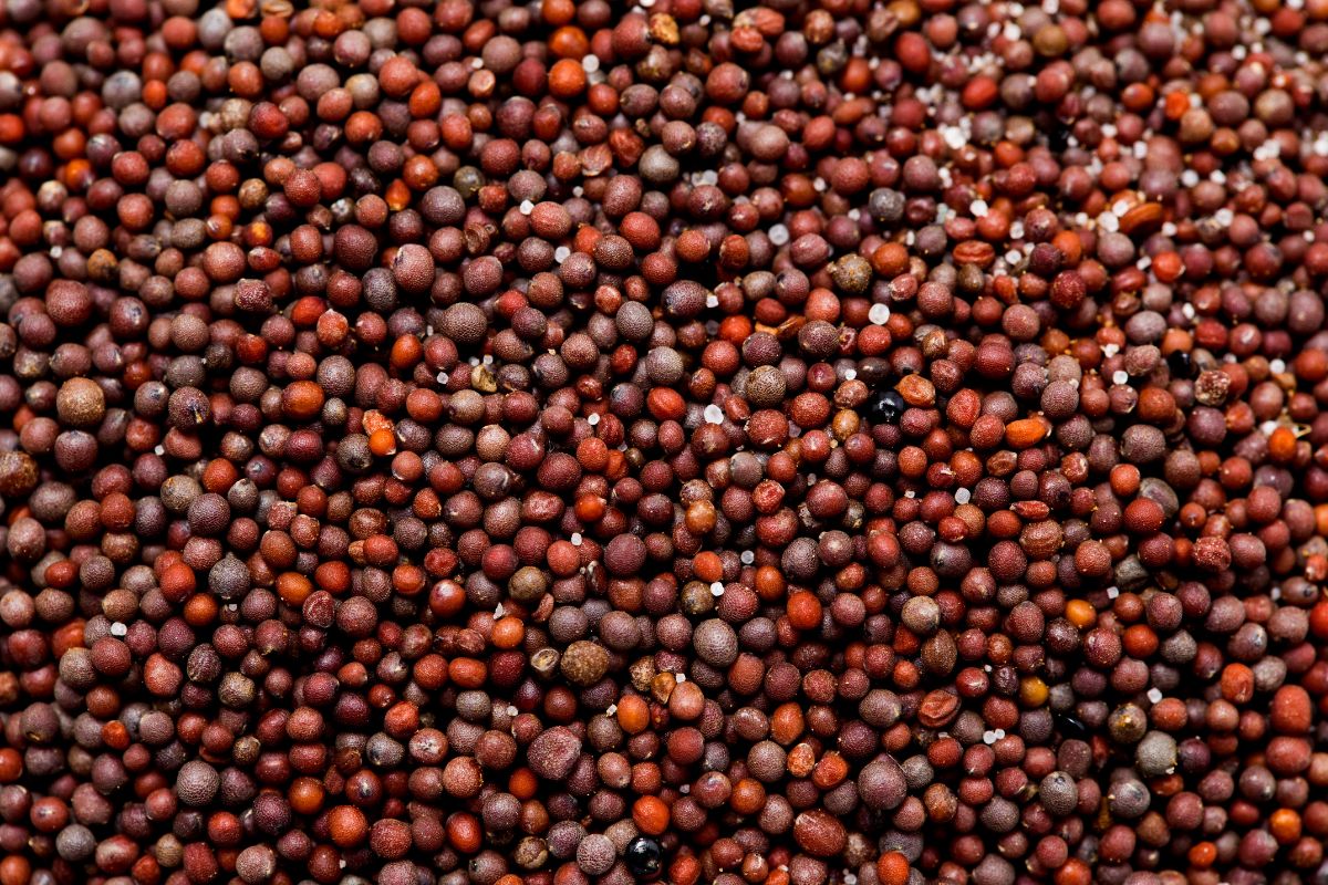 Canola seeds.jpg
